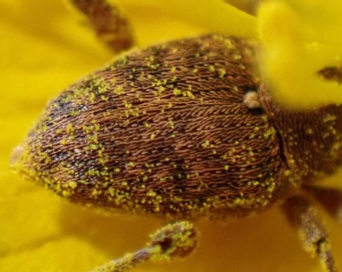 Réf. 344 390 : Curculio nucum